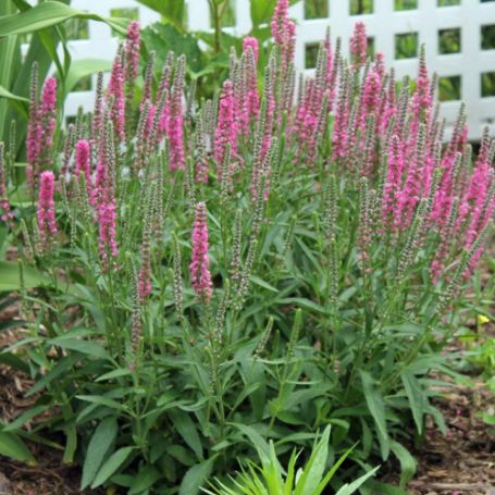 Picture of Red Fox Veronica Plant