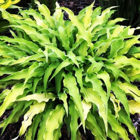 Picture of Curly Fries Hosta Plant