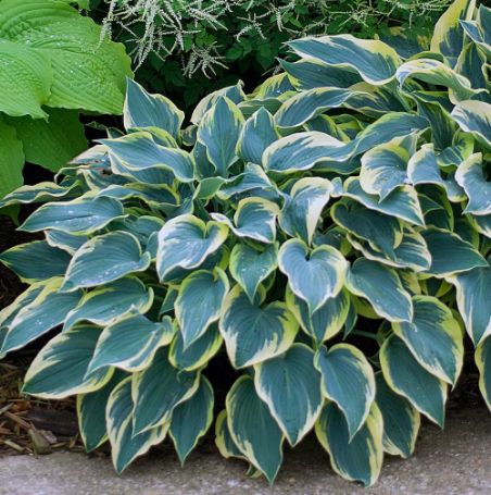 Picture of First Frost Hosta Plant