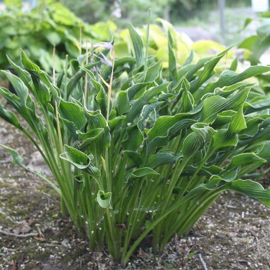 Picture of Praying Hands Hosta Plant