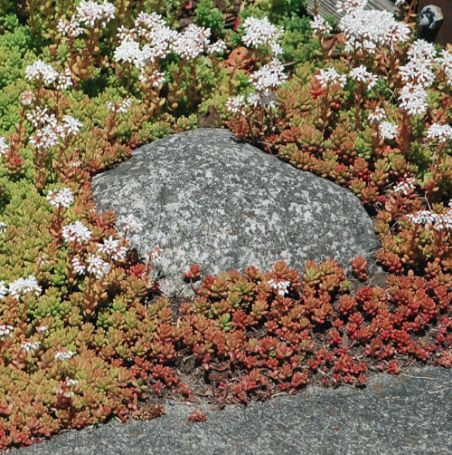 Picture of Coral Carpet Sedum Plant