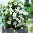 Picture of Sun Parasol® Original White Mandevilla Plant