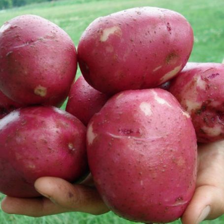 Picture of Dark Red Norland Potato