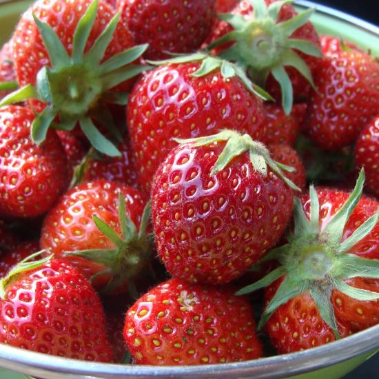 Picture of Flavorfest Strawberry Plants
