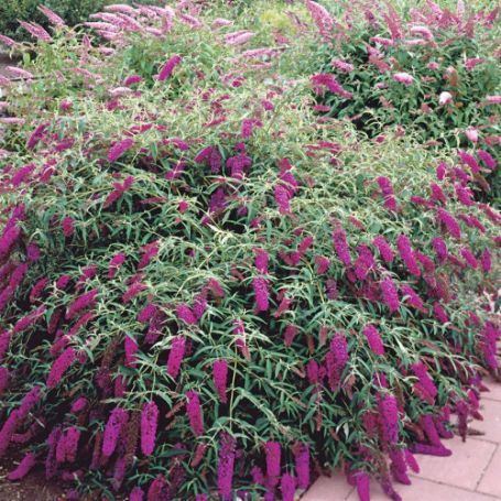 Picture of Attraction Buddleia Shrub