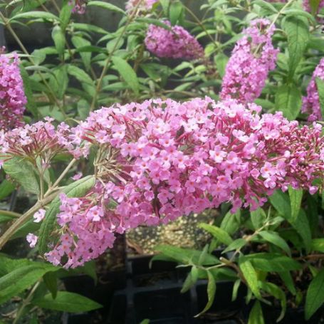 Picture of Pink Delight Buddleia Shrub