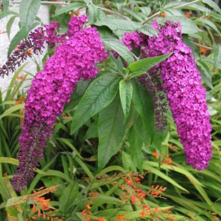 Picture of Royal Red Buddleia Shrub