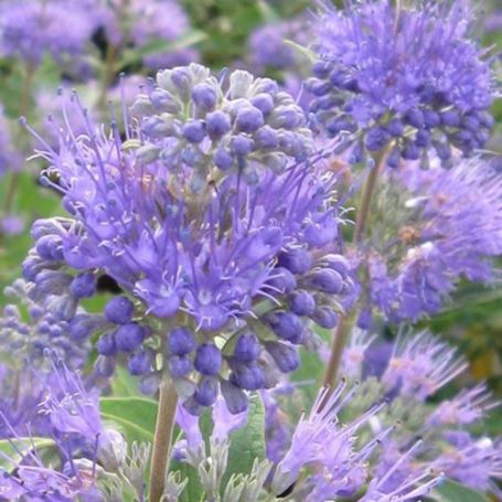 Picture of First Choice Caryopteris Plant