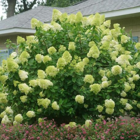 Picture of Limelight Hydrangea Bush