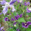 Picture of Arabella Clematis Plant