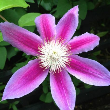 Picture of Dr. Ruppel Clematis Plant