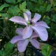 Picture of Fairy Dust Clematis Plant