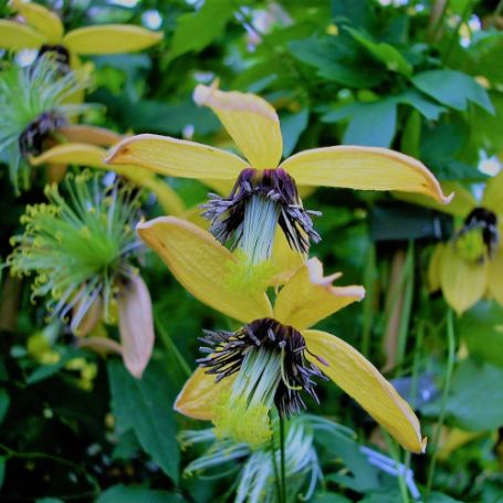 Picture of Helios Clematis Plant