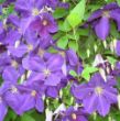 Picture of Jackmanii Clematis Plant
