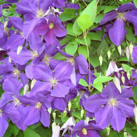 Picture of Jackmanii Clematis Plant