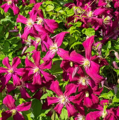 Picture of Niobe Clematis Plant