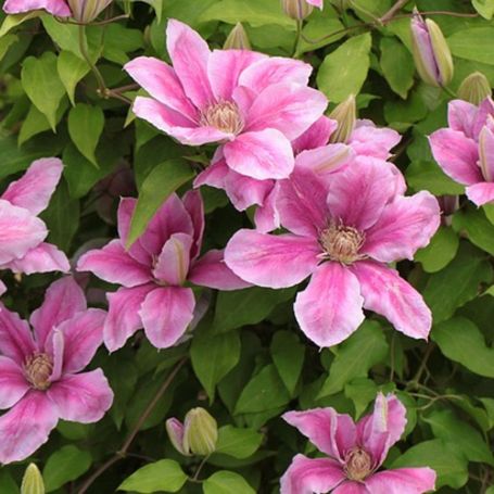Picture of Sprinkles Clematis Plant