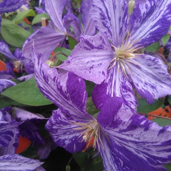Picture of Tie Dye Clematis Plant