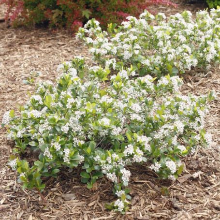 Picture of Low Scape® Mound Aronia Plant