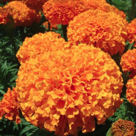 Picture of Inca II Orange Marigold Plant