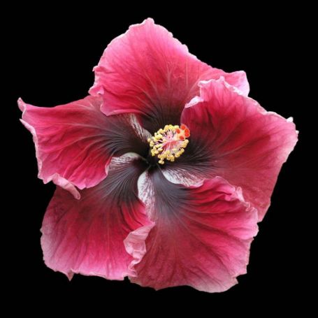 Picture of Red Planet Cajun Hibiscus Plant