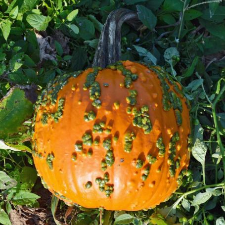 Picture of Bunch O Warts Pumpkin Plant