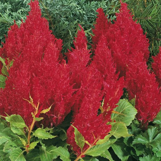Picture of Fresh Look Red Plumed Celosia Plant