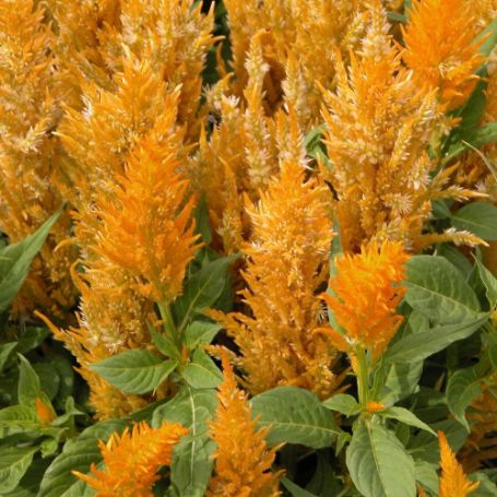 Picture of Fresh Look Gold Plumed Celosia Plant