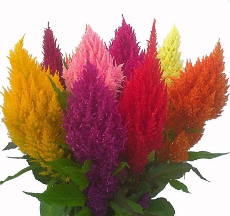 Picture of Pampas Mix Plumed Celosia Plant