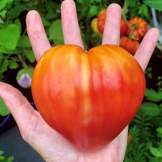 Picture of Cour Di Bue Tomato Plant