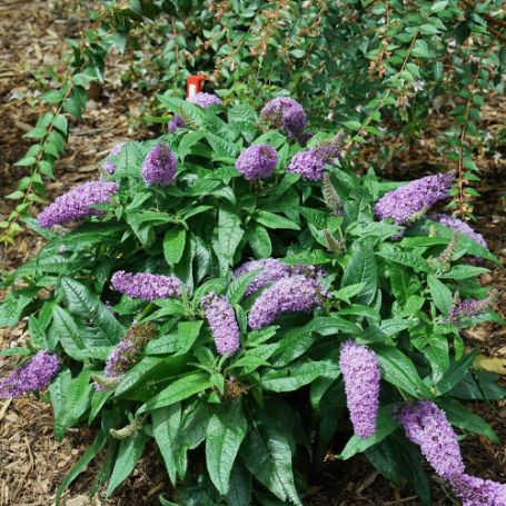 Picture of Pugster® Amethyst Buddleia Shrub
