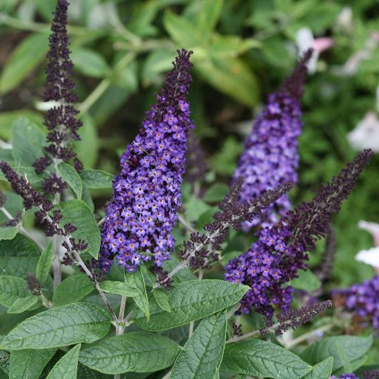 Picture of Pugster Blue® Buddleia Shrub