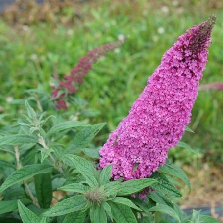 Picture of Pugster Pinker® Buddleia Shrub