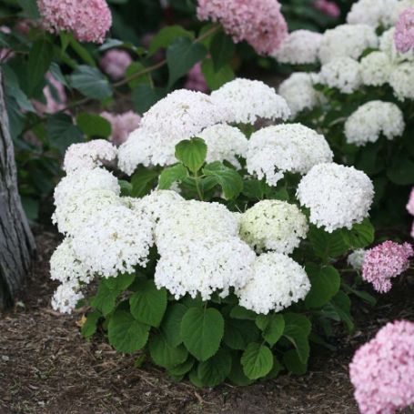 Picture of Invincibelle Wee White® Hydrangea Bush