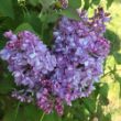 Picture of Scentara® Double Blue Lilac Bush
