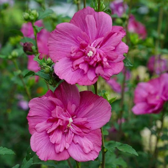 Picture of Magenta Chiffon® Rose of Sharon Plant