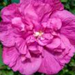 Picture of Magenta Chiffon® Rose of Sharon Plant