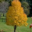 Picture of Katsura Acer