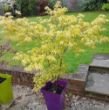 Picture of Katsura Acer