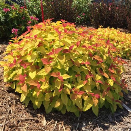 Picture of Double Play® Candy Corn® Spiraea Plant