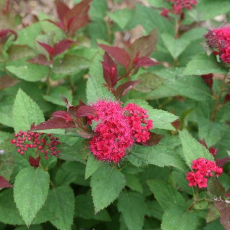 Picture of Double Play Doozie® Spiraea Plant