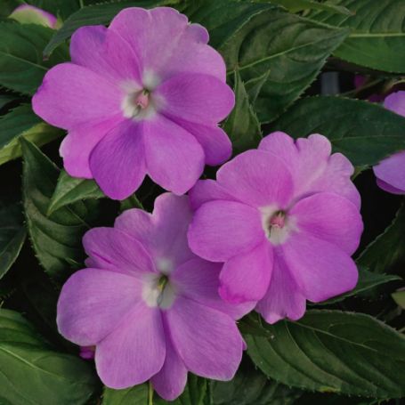 Picture of SunPatiens® Vigorous Orchid Impatiens Plant