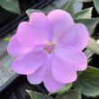 Picture of SunPatiens® Vigorous Orchid Impatiens Plant