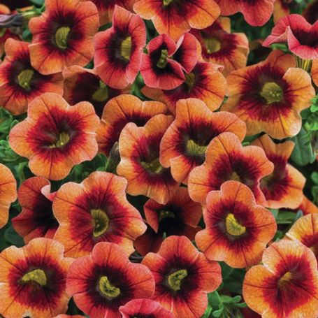 Picture of Superbells® Tangerine Punch™ Calibrachoa Plant