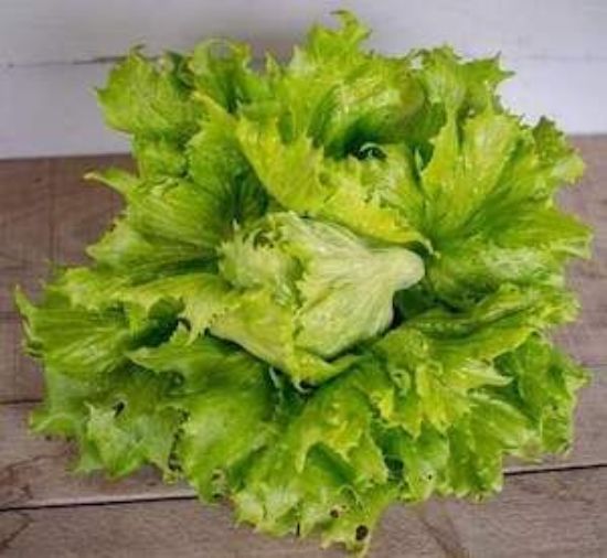Picture of Ice Queen Lettuce Plant