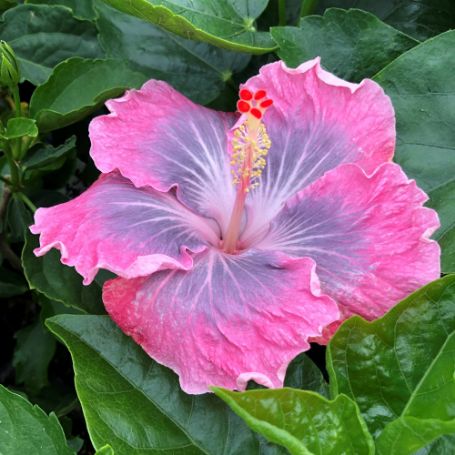 Picture of Magic Crystal Cajun Hibiscus Plant