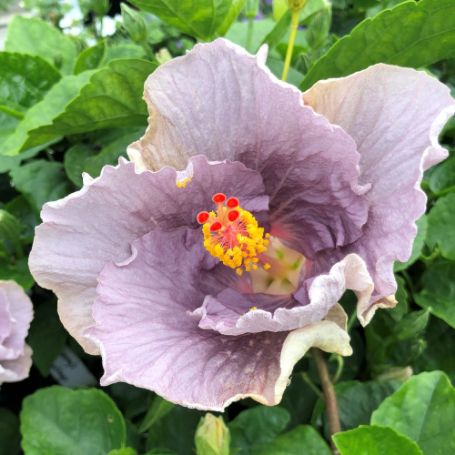 Picture of Sonny Stollings Cajun Hibiscus Plant