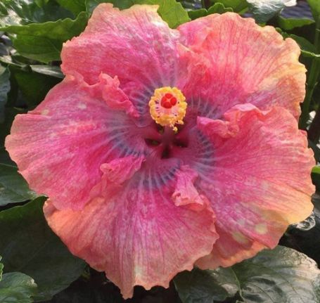 Picture of Sonny's Passion Cajun Hibiscus Plant