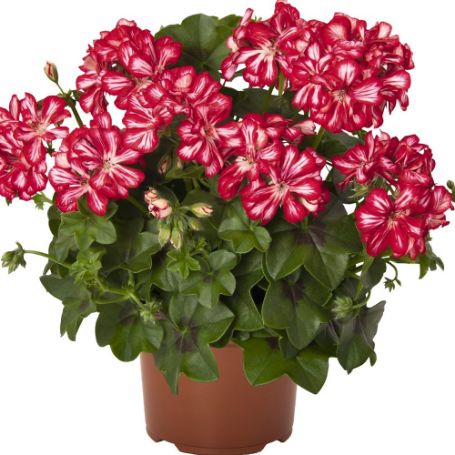 Picture of Great Balls of Fire™ Stars and Stripes Geranium Plant