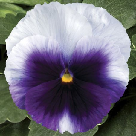 Picture of Delta™ Premium Beaconsfield Pansy Plant